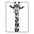 Picture of Long Neck II _GroupedProduct_Rectangle_Portrait_Photography _GroupedProduct_Rectangle_Portrait_Canvas_Framed_