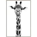 Picture of Long Neck II _GroupedProduct_Rectangle_Portrait_Photography _GroupedProduct_Rectangle_Portrait_Canvas_Framed_