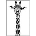 Picture of Long Neck II _GroupedProduct_Rectangle_Portrait_Photography _GroupedProduct_Rectangle_Portrait_Canvas_Framed_