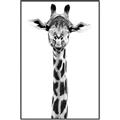 Picture of Long Neck II _GroupedProduct_Rectangle_Portrait_Photography _GroupedProduct_Rectangle_Portrait_Canvas_Framed_