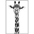 Picture of Long Neck II _GroupedProduct_Rectangle_Portrait_Photography _GroupedProduct_Rectangle_Portrait_Canvas_Framed_