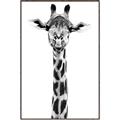 Picture of Long Neck II _GroupedProduct_Rectangle_Portrait_Photography _GroupedProduct_Rectangle_Portrait_Canvas_Framed_