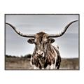 Picture of Longhorn Bull _GroupedProduct_Rectangle_Landscape_Photography _GroupedProduct_Rectangle_Landscape_Canvas_Framed_