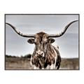 Picture of Longhorn Bull _GroupedProduct_Rectangle_Landscape_Photography _GroupedProduct_Rectangle_Landscape_Canvas_Framed_