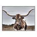 Picture of Longhorn Bull _GroupedProduct_Rectangle_Landscape_Photography _GroupedProduct_Rectangle_Landscape_Canvas_Framed_