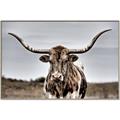 Picture of Longhorn Bull _GroupedProduct_Rectangle_Landscape_Photography _GroupedProduct_Rectangle_Landscape_Canvas_Framed_