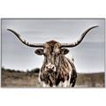 Picture of Longhorn Bull _GroupedProduct_Rectangle_Landscape_Photography _GroupedProduct_Rectangle_Landscape_Canvas_Framed_