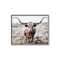 Picture of Longhorn Bull II _GroupedProduct_Rectangle_Landscape_Photography _GroupedProduct_Rectangle_Landscape_Canvas_Framed_