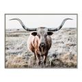 Picture of Longhorn Bull II _GroupedProduct_Rectangle_Landscape_Photography _GroupedProduct_Rectangle_Landscape_Canvas_Framed_