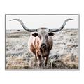 Picture of Longhorn Bull II _GroupedProduct_Rectangle_Landscape_Photography _GroupedProduct_Rectangle_Landscape_Canvas_Framed_