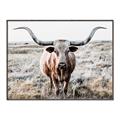 Picture of Longhorn Bull II _GroupedProduct_Rectangle_Landscape_Photography _GroupedProduct_Rectangle_Landscape_Canvas_Framed_