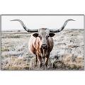 Picture of Longhorn Bull II _GroupedProduct_Rectangle_Landscape_Photography _GroupedProduct_Rectangle_Landscape_Canvas_Framed_
