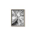 Picture of Look up Birch _GroupedProduct_Rectangle_Portrait_Photography _GroupedProduct_Rectangle_Portrait_Canvas_Framed_