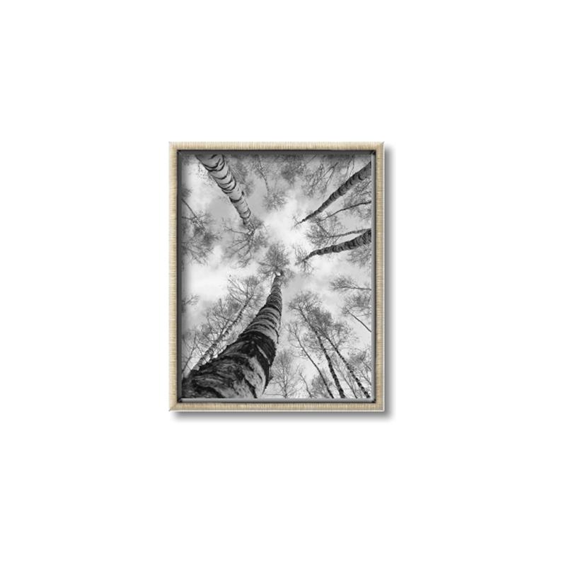 Picture of Look up Birch _GroupedProduct_Rectangle_Portrait_Photography _GroupedProduct_Rectangle_Portrait_Canvas_Framed_