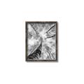 Picture of Look up Birch _GroupedProduct_Rectangle_Portrait_Photography _GroupedProduct_Rectangle_Portrait_Canvas_Framed_
