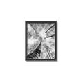 Picture of Look up Birch _GroupedProduct_Rectangle_Portrait_Photography _GroupedProduct_Rectangle_Portrait_Canvas_Framed_
