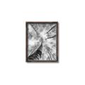 Picture of Look up Birch _GroupedProduct_Rectangle_Portrait_Photography _GroupedProduct_Rectangle_Portrait_Canvas_Framed_