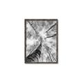 Picture of Look up Birch _GroupedProduct_Rectangle_Portrait_Photography _GroupedProduct_Rectangle_Portrait_Canvas_Framed_