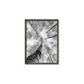 Picture of Look up Birch _GroupedProduct_Rectangle_Portrait_Photography _GroupedProduct_Rectangle_Portrait_Canvas_Framed_