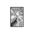 Picture of Look up Birch _GroupedProduct_Rectangle_Portrait_Photography _GroupedProduct_Rectangle_Portrait_Canvas_Framed_