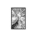 Picture of Look up Birch _GroupedProduct_Rectangle_Portrait_Photography _GroupedProduct_Rectangle_Portrait_Canvas_Framed_