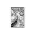 Picture of Look up Birch _GroupedProduct_Rectangle_Portrait_Photography _GroupedProduct_Rectangle_Portrait_Canvas_Framed_
