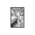 Picture of Look up Birch _GroupedProduct_Rectangle_Portrait_Photography _GroupedProduct_Rectangle_Portrait_Canvas_Framed_