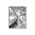 Picture of Look up Birch _GroupedProduct_Rectangle_Portrait_Photography _GroupedProduct_Rectangle_Portrait_Canvas_Framed_