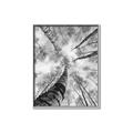 Picture of Look up Birch _GroupedProduct_Rectangle_Portrait_Photography _GroupedProduct_Rectangle_Portrait_Canvas_Framed_