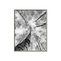 Picture of Look up Birch _GroupedProduct_Rectangle_Portrait_Photography _GroupedProduct_Rectangle_Portrait_Canvas_Framed_