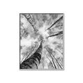 Picture of Look up Birch _GroupedProduct_Rectangle_Portrait_Photography _GroupedProduct_Rectangle_Portrait_Canvas_Framed_