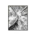 Picture of Look up Birch _GroupedProduct_Rectangle_Portrait_Photography _GroupedProduct_Rectangle_Portrait_Canvas_Framed_