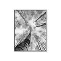 Picture of Look up Birch _GroupedProduct_Rectangle_Portrait_Photography _GroupedProduct_Rectangle_Portrait_Canvas_Framed_