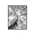 Picture of Look up Birch _GroupedProduct_Rectangle_Portrait_Photography _GroupedProduct_Rectangle_Portrait_Canvas_Framed_