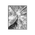 Picture of Look up Birch _GroupedProduct_Rectangle_Portrait_Photography _GroupedProduct_Rectangle_Portrait_Canvas_Framed_