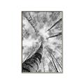 Picture of Look up Birch _GroupedProduct_Rectangle_Portrait_Photography _GroupedProduct_Rectangle_Portrait_Canvas_Framed_