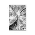 Picture of Look up Birch _GroupedProduct_Rectangle_Portrait_Photography _GroupedProduct_Rectangle_Portrait_Canvas_Framed_