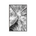 Picture of Look up Birch _GroupedProduct_Rectangle_Portrait_Photography _GroupedProduct_Rectangle_Portrait_Canvas_Framed_