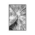Picture of Look up Birch _GroupedProduct_Rectangle_Portrait_Photography _GroupedProduct_Rectangle_Portrait_Canvas_Framed_