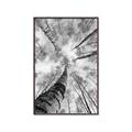 Picture of Look up Birch _GroupedProduct_Rectangle_Portrait_Photography _GroupedProduct_Rectangle_Portrait_Canvas_Framed_