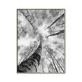 Picture of Look up Birch _GroupedProduct_Rectangle_Portrait_Photography _GroupedProduct_Rectangle_Portrait_Canvas_Framed_