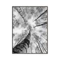 Picture of Look up Birch _GroupedProduct_Rectangle_Portrait_Photography _GroupedProduct_Rectangle_Portrait_Canvas_Framed_
