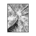 Picture of Look up Birch _GroupedProduct_Rectangle_Portrait_Photography _GroupedProduct_Rectangle_Portrait_Canvas_Framed_