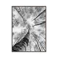 Picture of Look up Birch _GroupedProduct_Rectangle_Portrait_Photography _GroupedProduct_Rectangle_Portrait_Canvas_Framed_