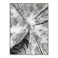 Picture of Look up Birch _GroupedProduct_Rectangle_Portrait_Photography _GroupedProduct_Rectangle_Portrait_Canvas_Framed_