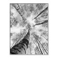 Picture of Look up Birch _GroupedProduct_Rectangle_Portrait_Photography _GroupedProduct_Rectangle_Portrait_Canvas_Framed_