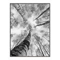 Picture of Look up Birch _GroupedProduct_Rectangle_Portrait_Photography _GroupedProduct_Rectangle_Portrait_Canvas_Framed_