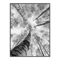 Picture of Look up Birch _GroupedProduct_Rectangle_Portrait_Photography _GroupedProduct_Rectangle_Portrait_Canvas_Framed_