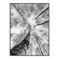 Picture of Look up Birch _GroupedProduct_Rectangle_Portrait_Photography _GroupedProduct_Rectangle_Portrait_Canvas_Framed_