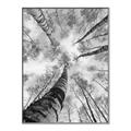 Picture of Look up Birch _GroupedProduct_Rectangle_Portrait_Photography _GroupedProduct_Rectangle_Portrait_Canvas_Framed_